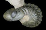 Stunning Crotalocephalina & Reedops Trilobite Association #175054-8